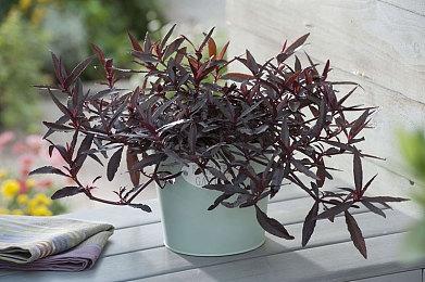 小岛秀夫推特晒视频编辑画面 或将亮相科隆游戏展