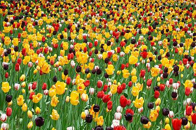 育碧喜加一！PC版《幽灵行动》初代游戏免费送