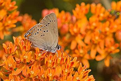 《GTA3》托尼配音演员因心脏骤停离世 享年67岁